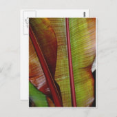 Farben des Dschungels Postkarte (Vorne/Hinten)