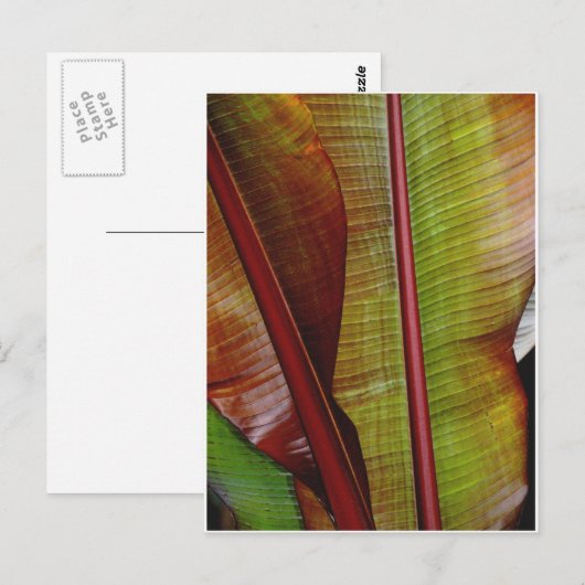 Farben des Dschungels Postkarte (Vorne/Hinten)