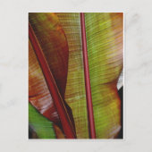 Farben des Dschungels Postkarte (Vorderseite)