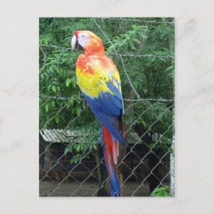 Farben des Scharlacharas Postkarte