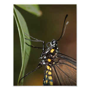 Farben eines Zebra-Langings Fotodruck