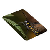 Farben eines Zebra-Langings Magnet (Rechte Seite)
