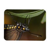 Farben eines Zebra-Langings Magnet (Horizontal)
