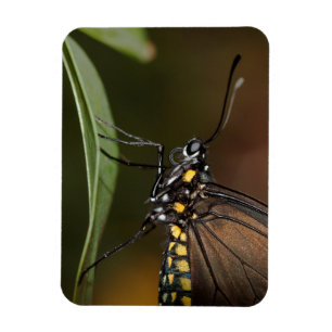 Farben eines Zebra-Langings Magnet