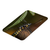 Farben eines Zebra-Langings Magnet (Linke Seite)