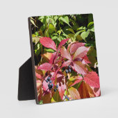 Farben Fotoplatte (Vorderseite)