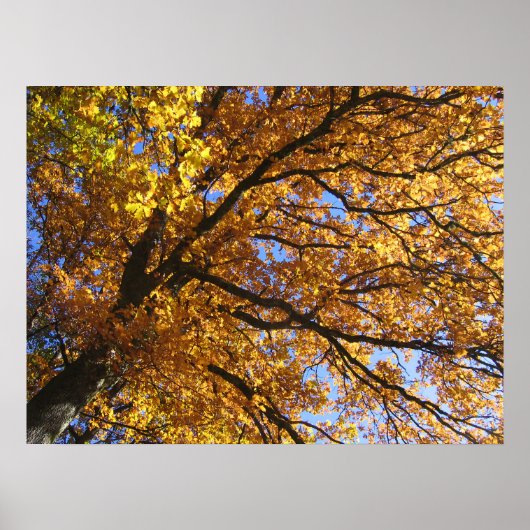 Farben im Herbst Poster (Vorne)