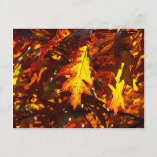 Farben im Herbst Postkarte