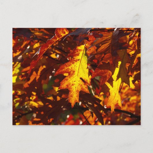Farben im Herbst Postkarte (Vorderseite)