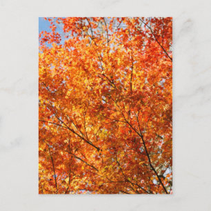 Farben im Herbst Postkarte