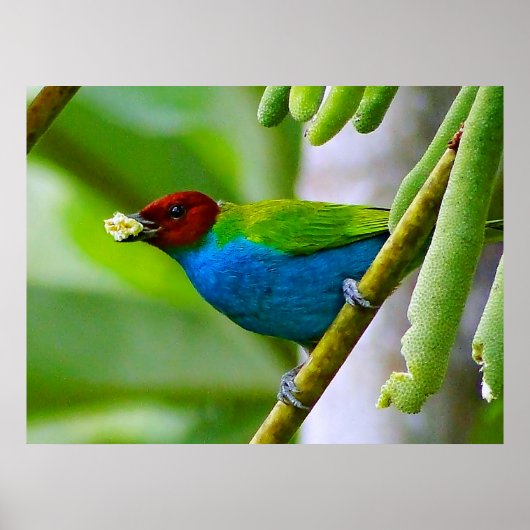 Farbenblende Poster (Vorne)