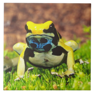 Färbender Pfeilgiftfrosch, Dendrobates tinctorius, Fliese