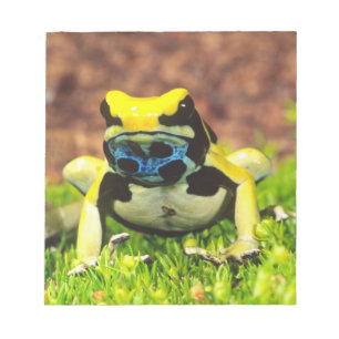 Färbender Pfeilgiftfrosch, Dendrobates tinctorius, Notizblock