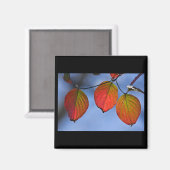 Farbenfroh beleuchteter Herbstleaves Trio Magnet (Vorderseite/Rückseite)