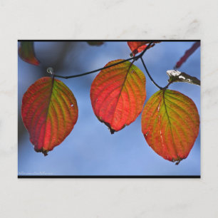 Farbenfroh beleuchteter Herbstleaves Trio Postkarte