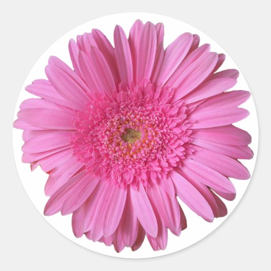 Farbenfroh, hell Pink Gerber Daisy Sticker (Vorderseite)