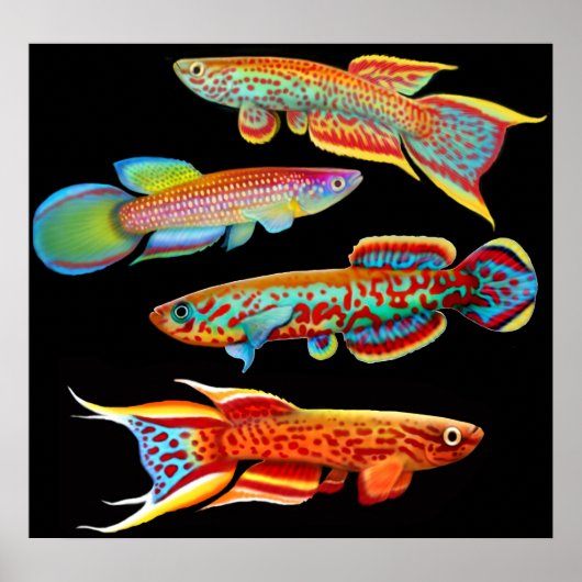 Farbenfroh-Kilifish-Poster Poster (Vorne)