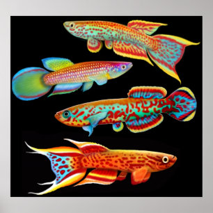 Farbenfroh-Kilifish-Poster Poster