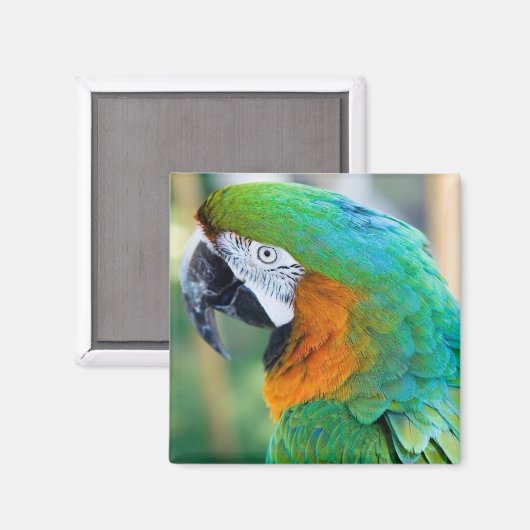 Farbenfroh Parrot Magnet (Vorderseite/Rückseite)