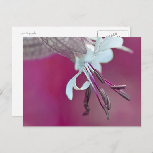 Farbenfroh Postkarte (Vorne/Hinten)