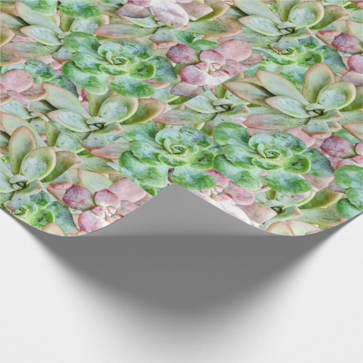 farbenfroh sukkulant geschenkpapier (Ecke)