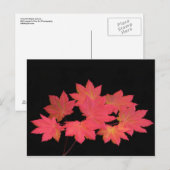 Farbenfrohe Ahorn-Blätter... Postkarte (Vorne/Hinten)