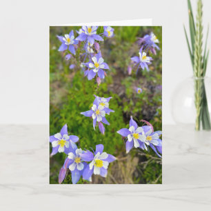 Farbenfrohe Akelei-Blumen in Violett Blau Gelb Dankeskarte
