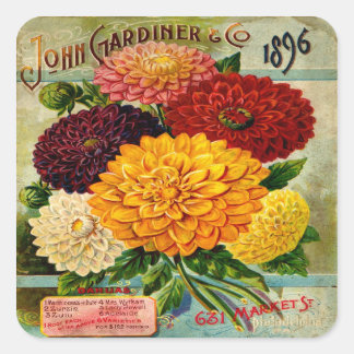 Farbenfrohe alte Dahlienblumen Quadratischer Aufkleber