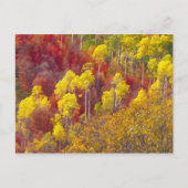 Farbenfrohe Apfel im Logan Canyon Utah im 2. Postkarte (Vorderseite)