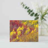 Farbenfrohe Apfel im Logan Canyon Utah im 2. Postkarte (Stehend Vorderseite)