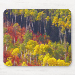 Farbenfrohe Apfel im Logan Canyon Utah im Tal Mousepad