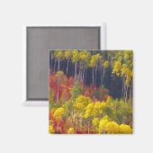 Farbenfrohe Apfel im Logan Canyon Utah Magnet (Vorderseite/Rückseite)