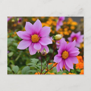Farbenfrohe blühende Dahlia Blume Postkarte