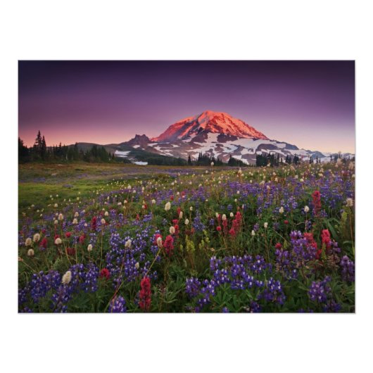 Farbenfrohe Blume im Rainier Nationalpark Poster (Vorderseite)
