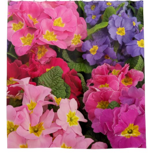 Farbenfrohe Blumenrosa Lila Primula-Blume Duschvorhang (Vorderseite)