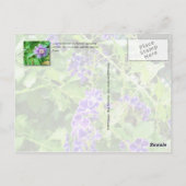 Farbenfrohe Blüten in Florida Postkarte (Rückseite)