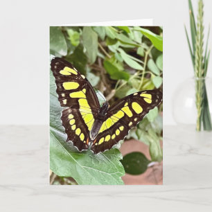 Farbenfrohe Butterfly-Begrüßung Karte