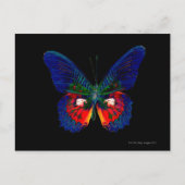 Farbenfrohe Butterfly-Gestaltung vor schwarzem Hin Postkarte (Vorderseite)
