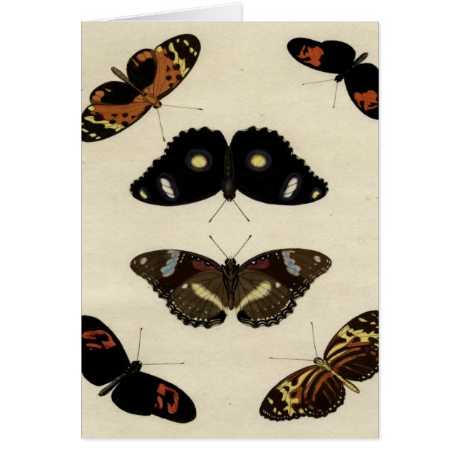 Farbenfrohe Butterfly-Medley auf Creme Background (Vorne)