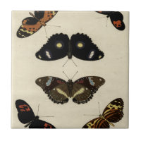 Farbenfrohe Butterfly-Medley auf Creme Background