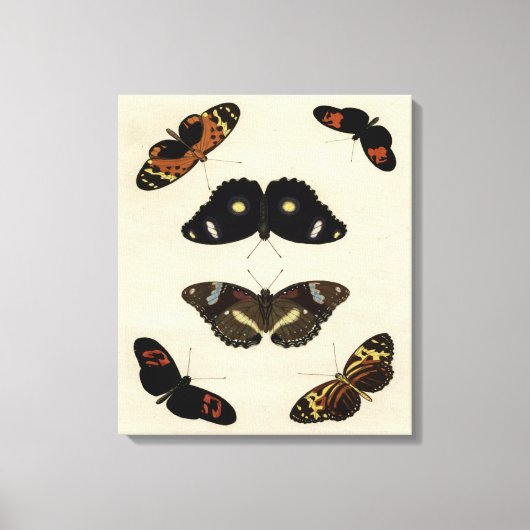 Farbenfrohe Butterfly-Medley auf Creme Background Leinwanddruck (Vorderseite)