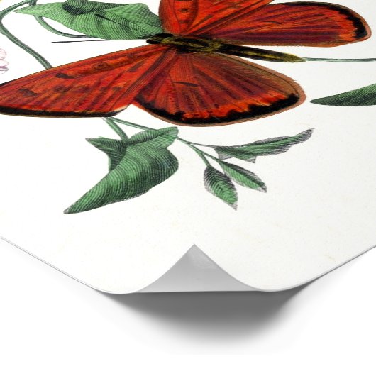 Farbenfrohe Butterfly Sketch Poster (Ecke)