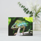 Farbenfrohe Chamäleon Postkarte (Stehend Vorderseite)