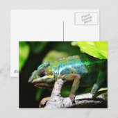 Farbenfrohe Chamäleon Postkarte (Vorne/Hinten)