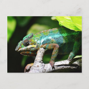 Farbenfrohe Chamäleon Postkarte