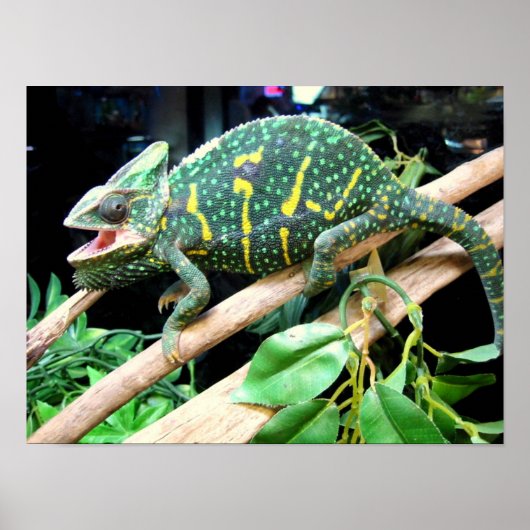 Farbenfrohe Chameleon Poster (Vorne)