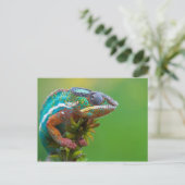Farbenfrohe Chameleon Postkarte (Stehend Vorderseite)