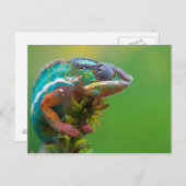 Farbenfrohe Chameleon Postkarte (Vorne/Hinten)