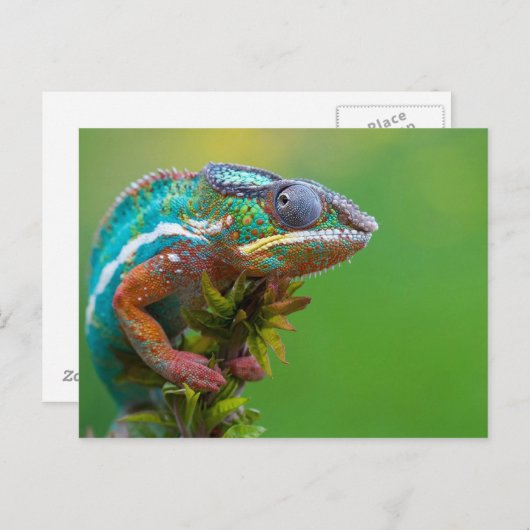 Farbenfrohe Chameleon Postkarte (Vorne/Hinten)