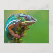 Farbenfrohe Chameleon Postkarte (Vorderseite)